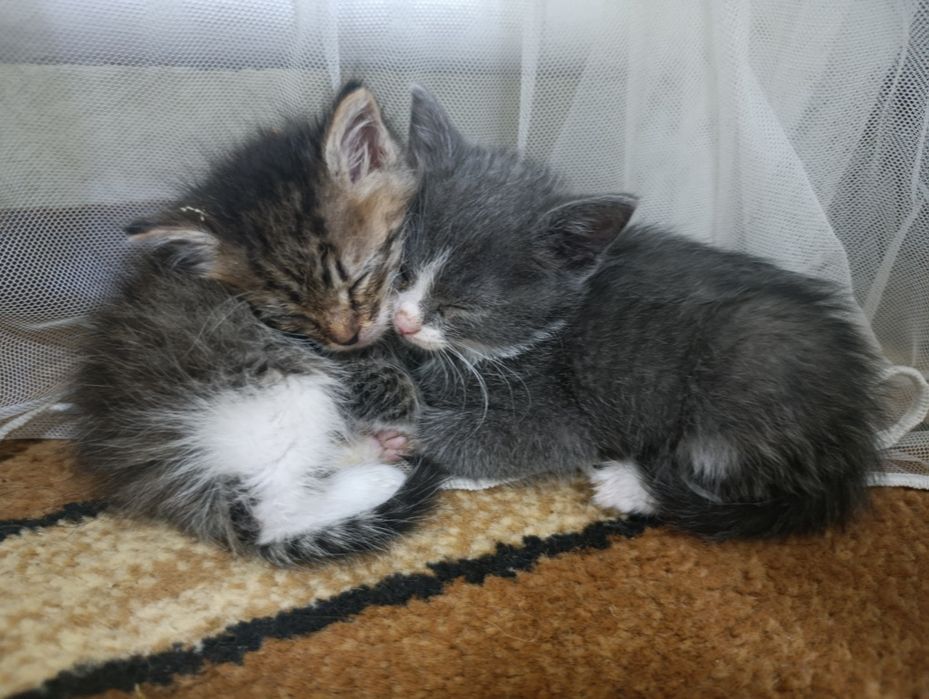 Котята в добрые руки
