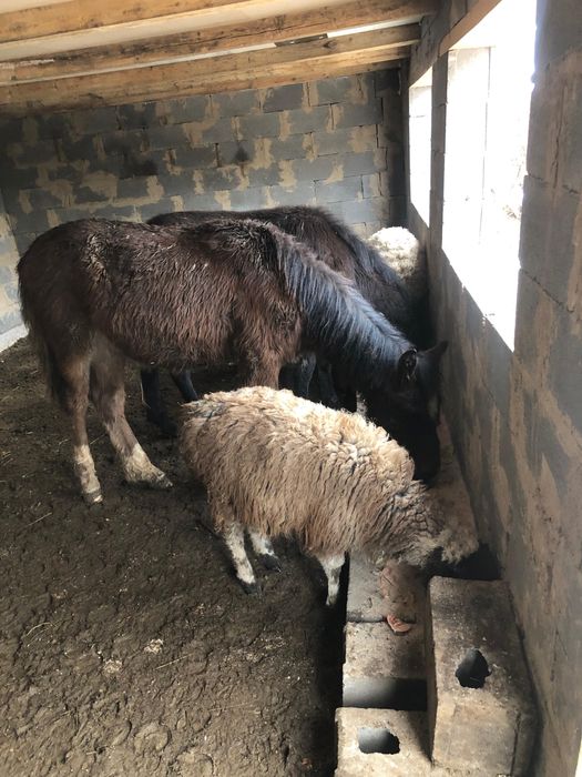 Жабағылар сатылады