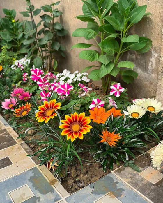 Богбон. Садовник.