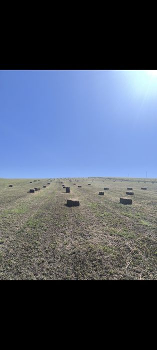 Baloti lucernă marunta pentru miei