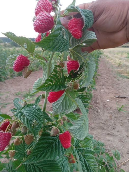Целогодишен разсад ягоди и малини от производител