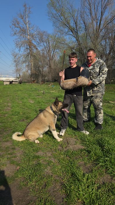 Профессиональная дрессировка