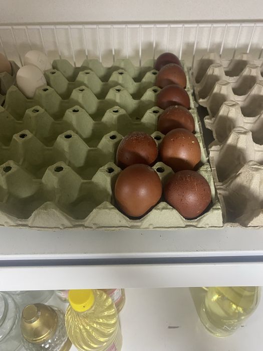 Vand Oua Playmoth Rock Barat , Marans , Araucana , Australorp Alb