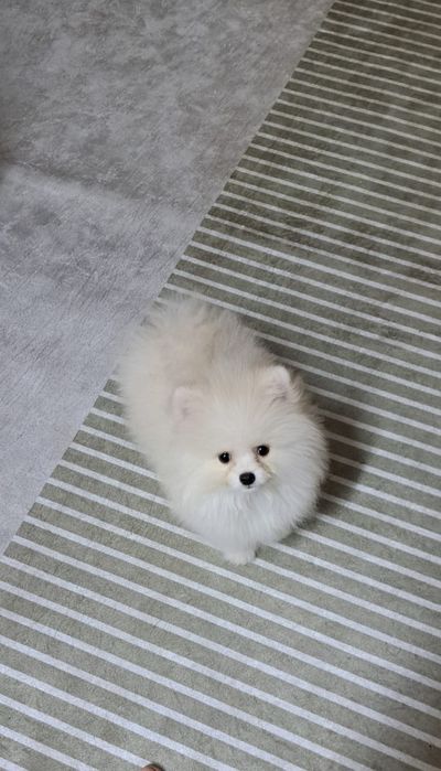 Шпиц мальчик готов к переезду