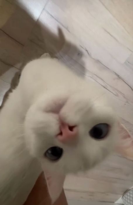Хороший дом для кошечки