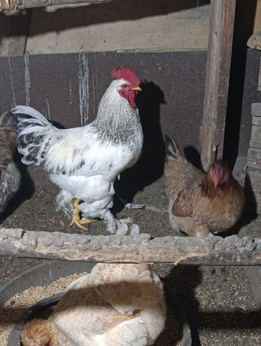 На продажу петушки молодые