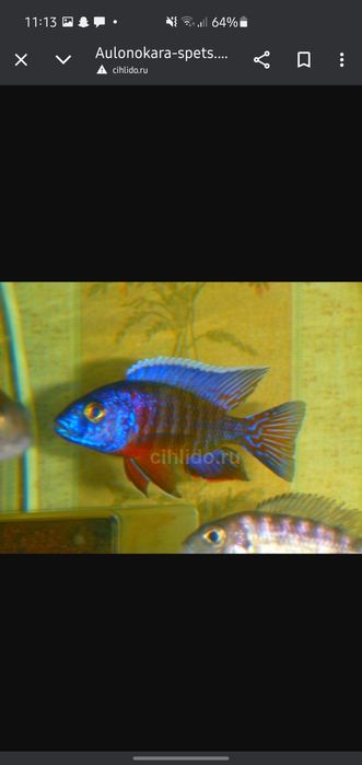 afrika cichlid sotiladi