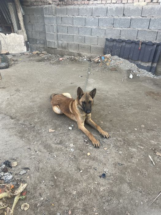 Сатылады белгиски овчарка