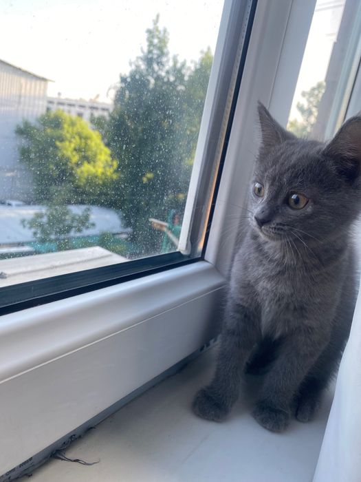 Котенок в добрые руки