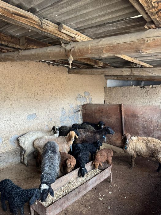 8 қозлы қой сатылады