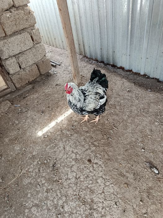 Петух Виандот Серебро...