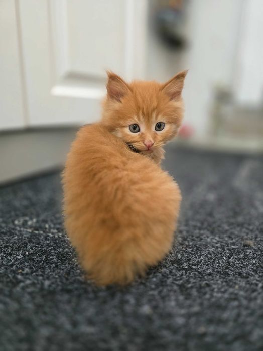 Котята Мэйн-куны
