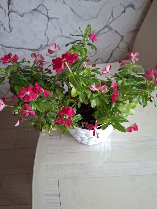 Домашний Катарантус