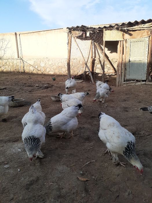 Светлые брама тухуми сотилад