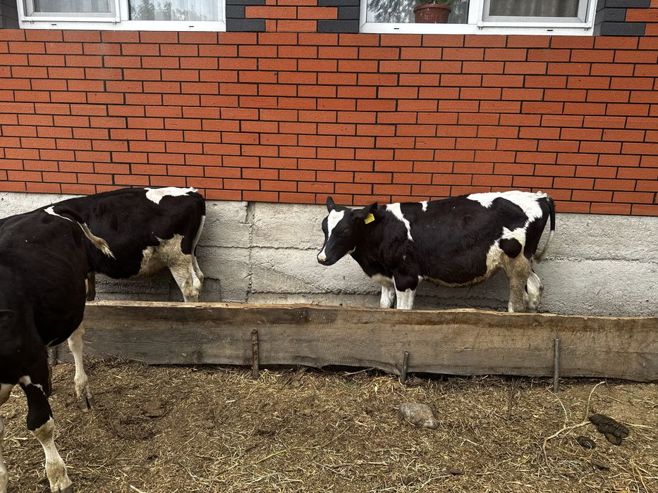 Продам бычки породы голштейн