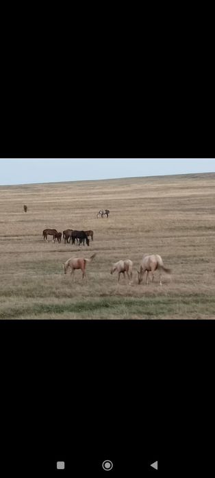 В продаже кобыла и два жеребенка