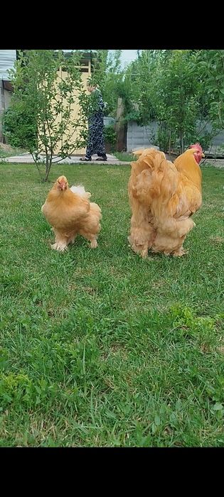 Продам семью палевого кохинхина 1+2