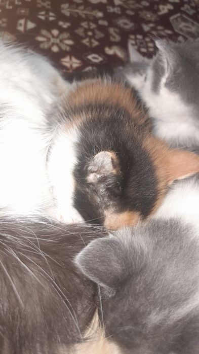 Котята бесплатно/ Марғаулар тегін