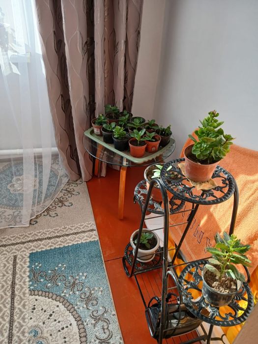 Срочно продам цветы