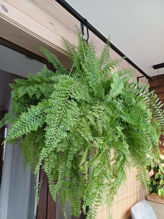 Папоротник в кашпо