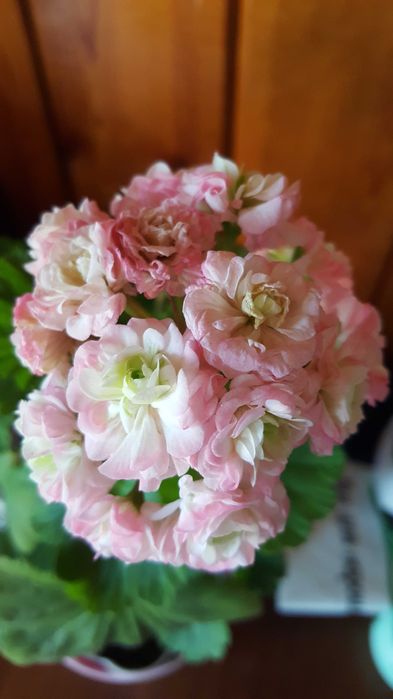 Пеларгония сортовая