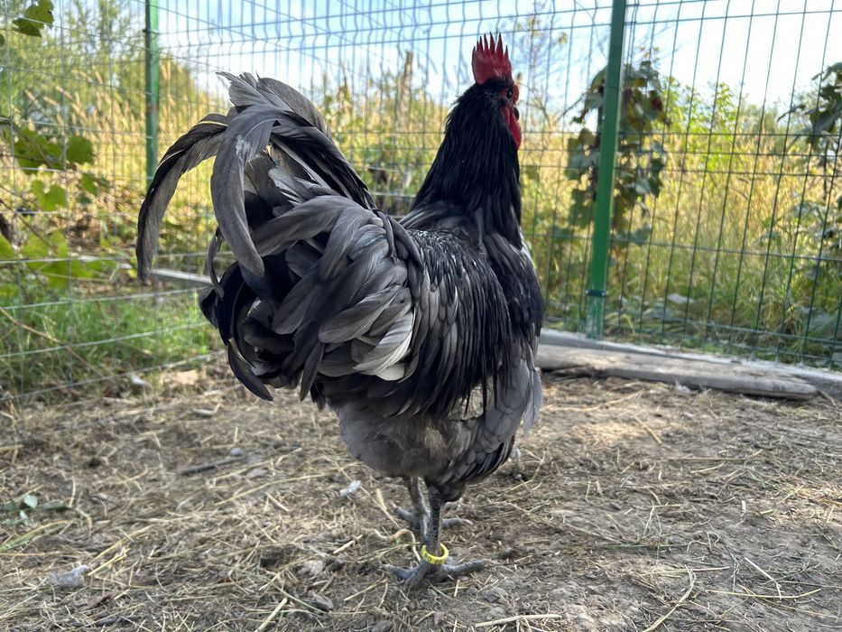 Oua gaini incubat Australorp negru si albastru - Trimit prin curier