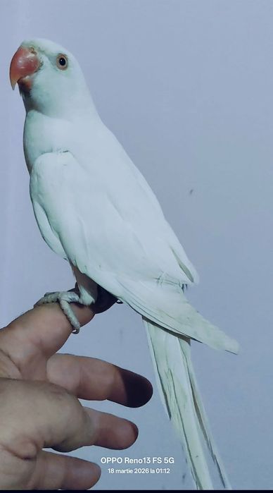 Vând  Micul Alexander blând la seringă