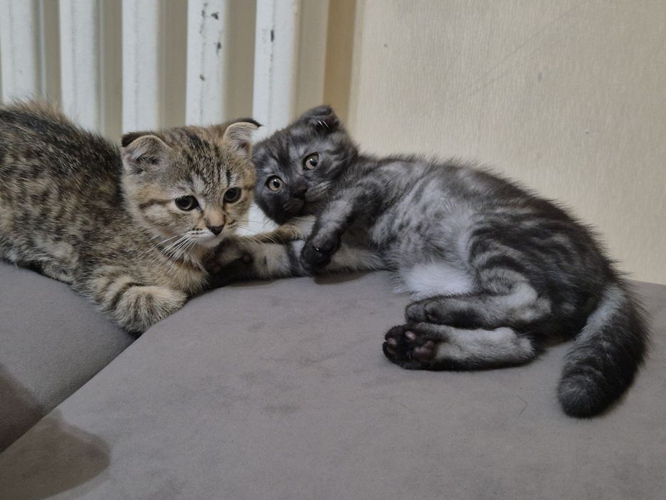Продаётся котики вислоухо
