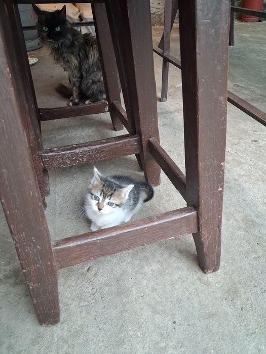 Donez pisicute mici pui