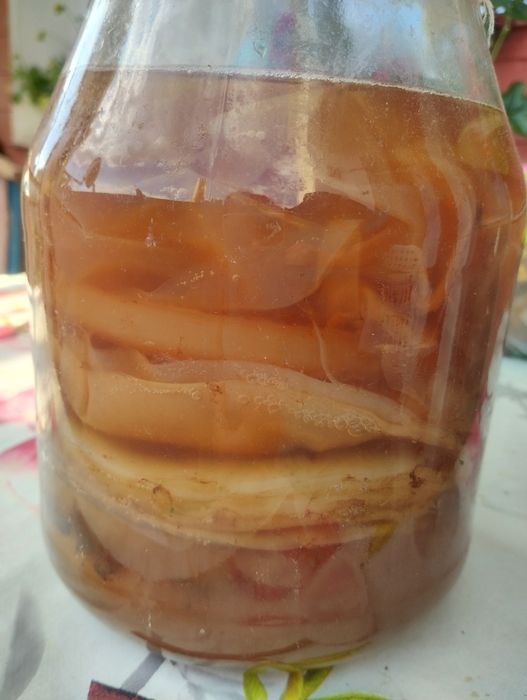 Комбуча култура SCOBY