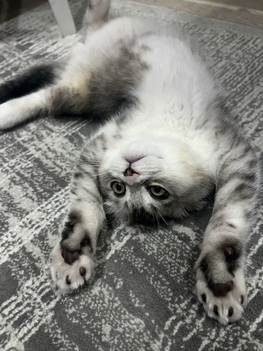 СРОЧНО! Плюшевый Кот! Скотиш фолд