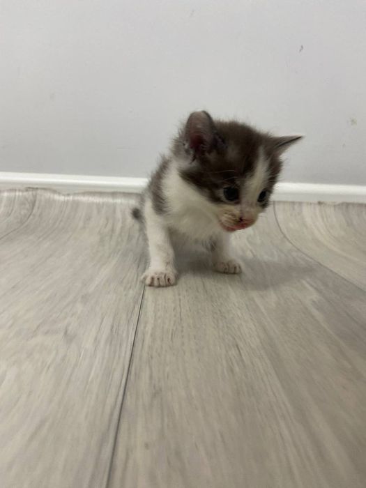 Семь энергичных котят