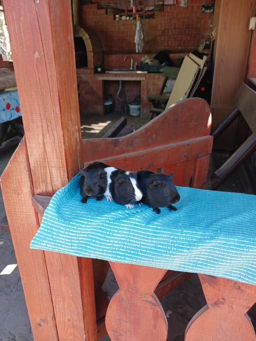 Pui de porcușori de Guineea frezati si cu parul drept