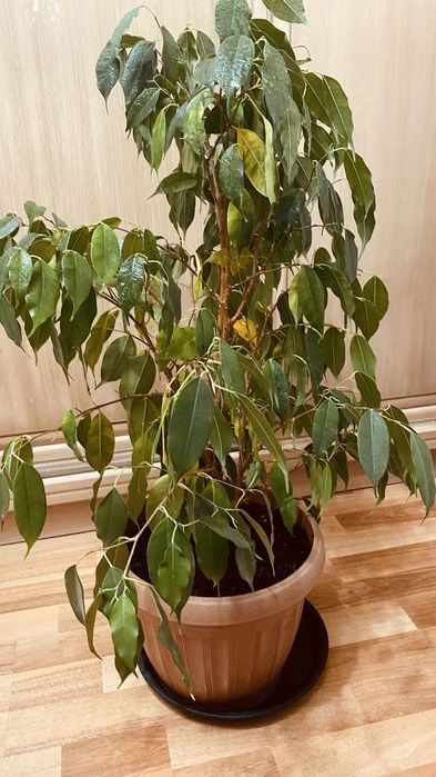 Продам домашнее растение фикус