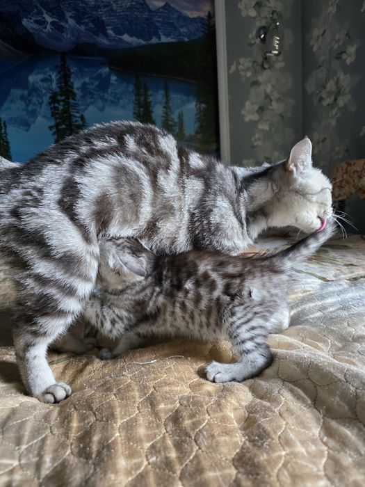 Британка вискас скотиш страйт