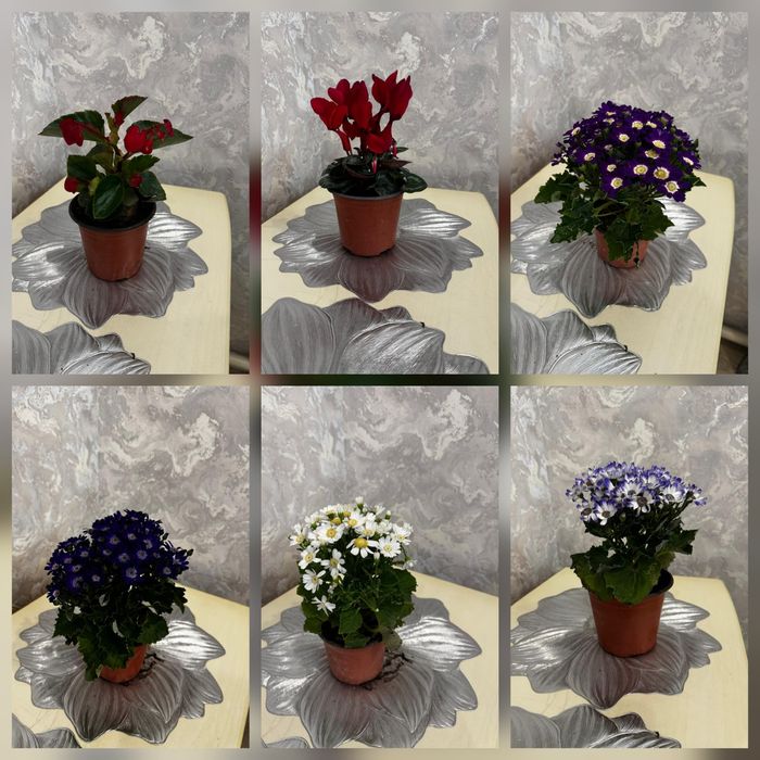 Комнатные цветы домашние от 2000тг. Букеты цветов розы тюльпаны букет