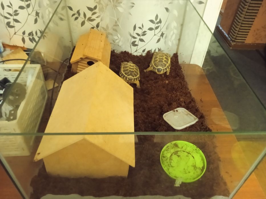 Средниащиатские черепахи