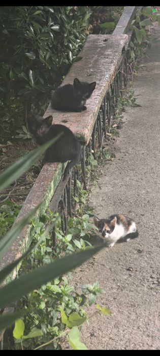 Котенца търсят дом Варна