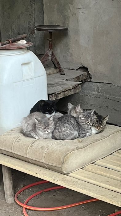 Отдам котят в добрые руки