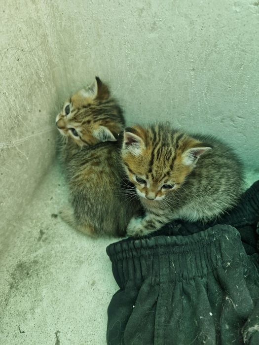 Бесплатно отдадим котят