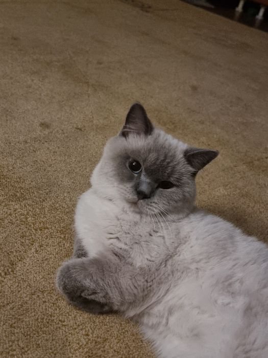 Вязка Шикарный кот Скоттиш Страйт мрамор