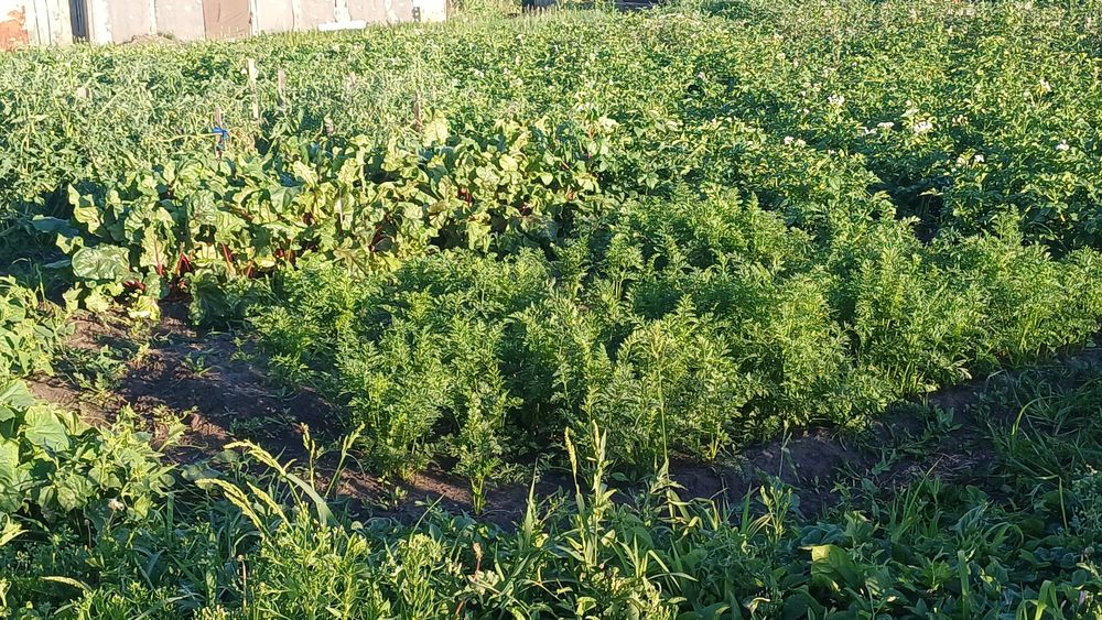 Продам дом в Бишкуле