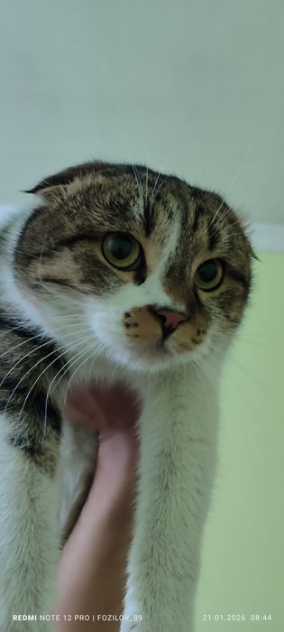 Мушук сотилади Барс