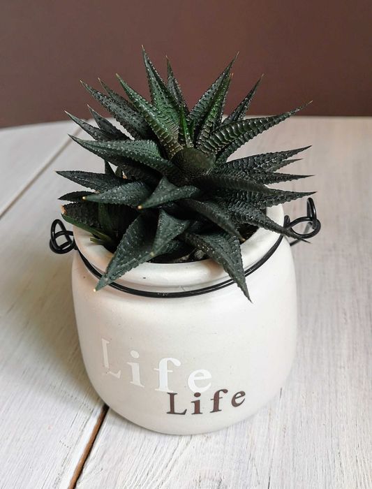 Хавортия лимолистная