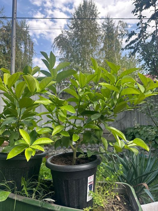 Лимон Павловский