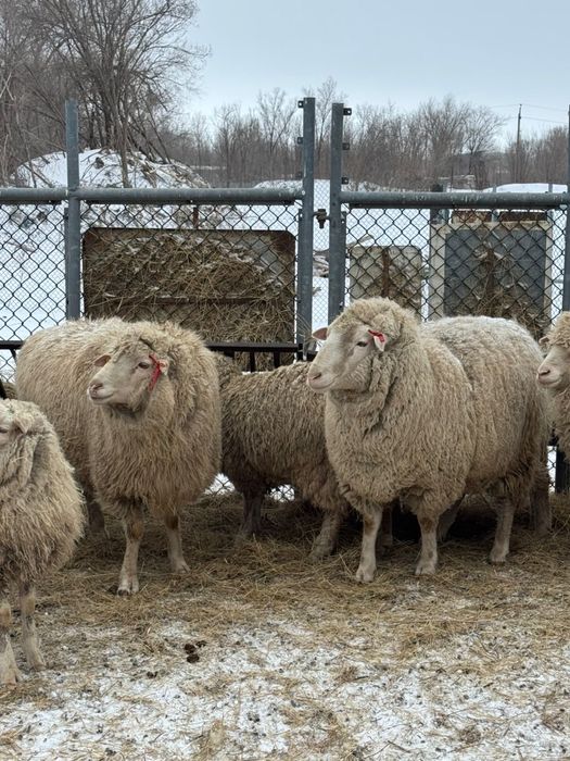 Продам племянных кошкаров