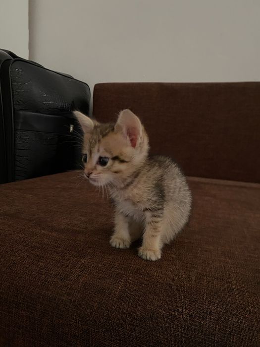 Котенок бесплатно