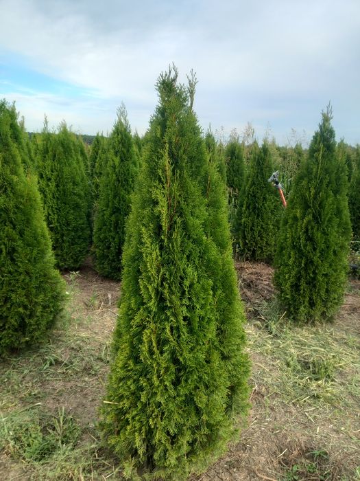 Tuia/thuja smaragd/leyland, catalpa, pin