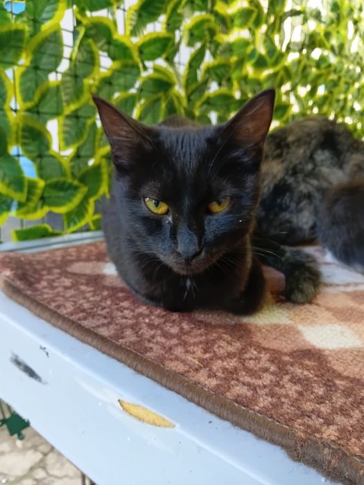 Отдам котят в хорошие руки