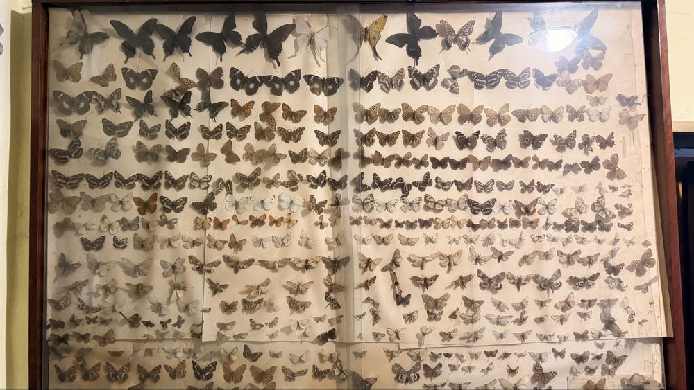 Продам коллекционные бабочки